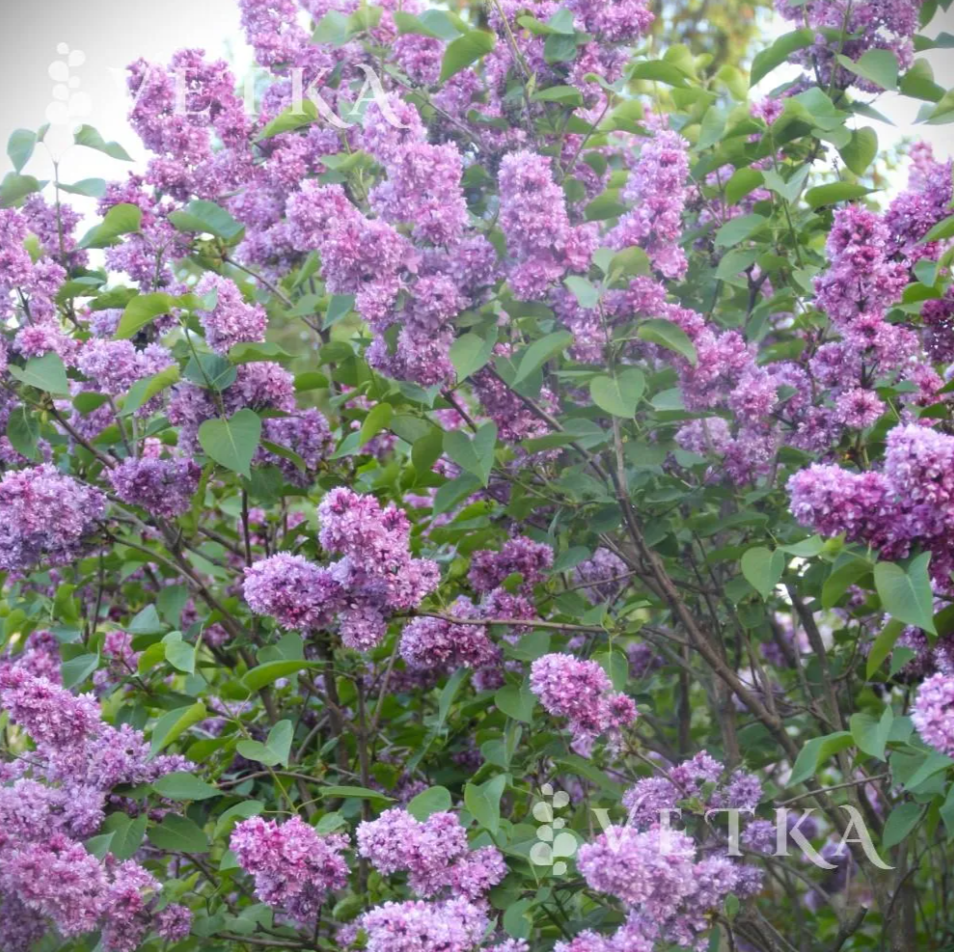 t9rac44wlxyie2tzlmd1lnlbpg0uescl