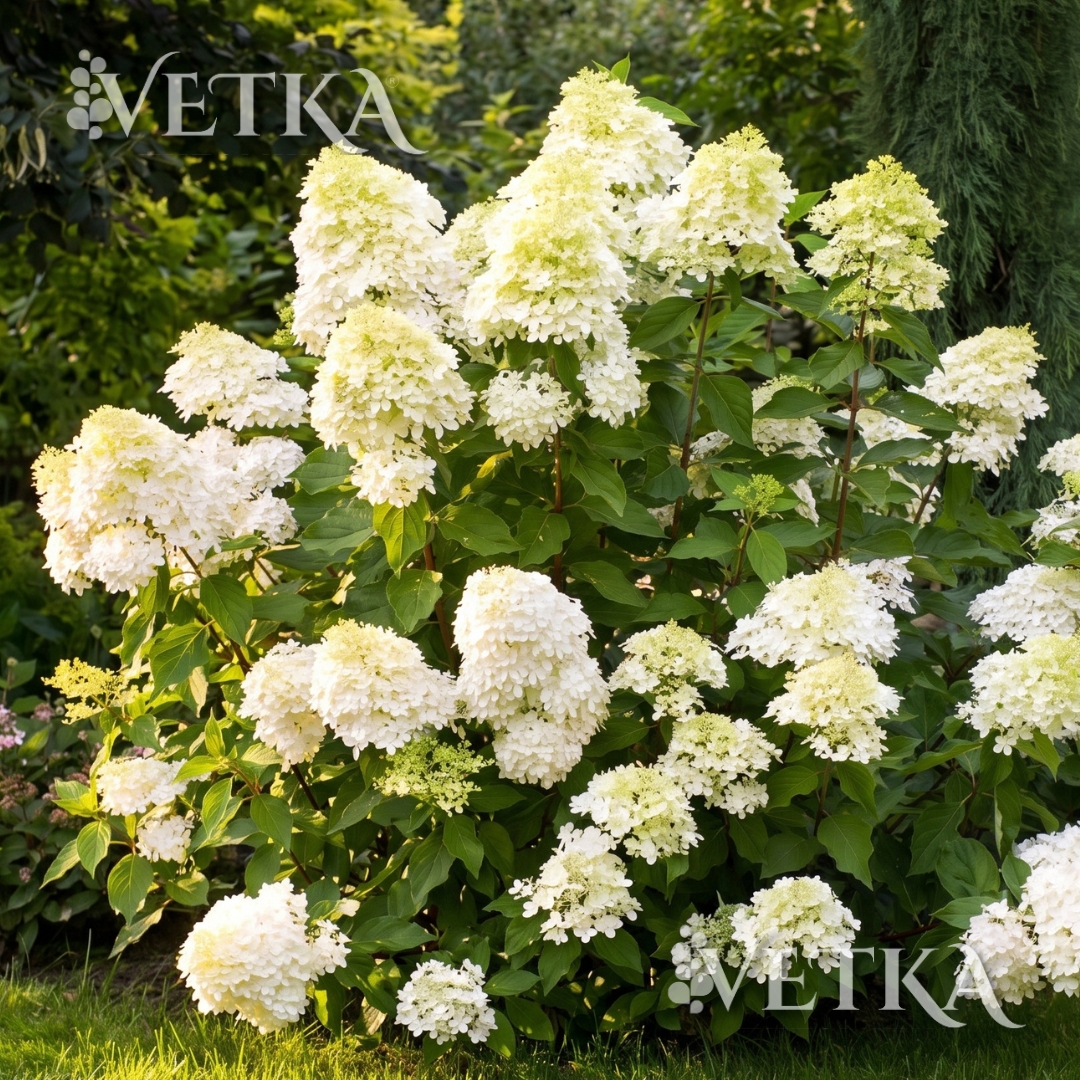 Дизайн без названия - 2026-07-07T130754.539