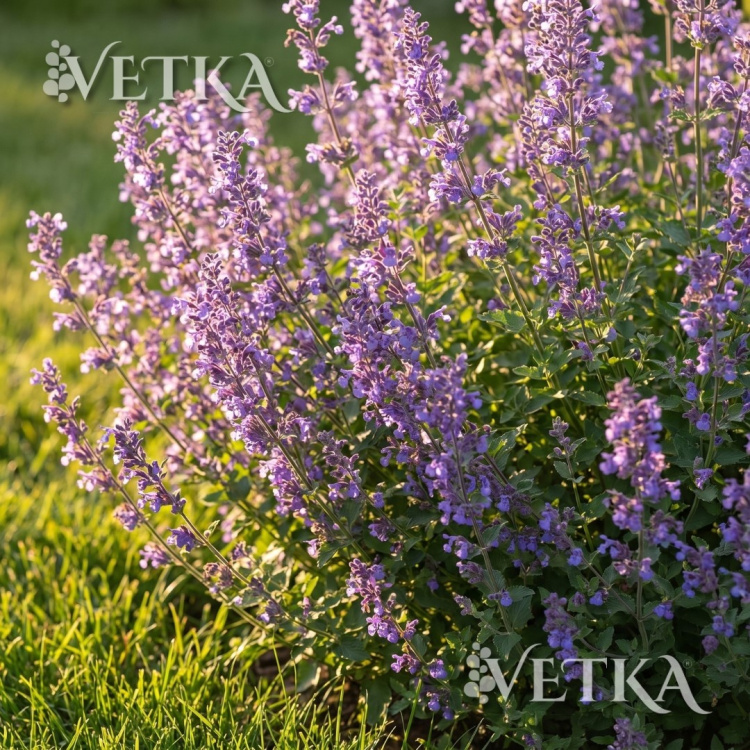 Дизайн без названия - 2026-07-14T012818.485