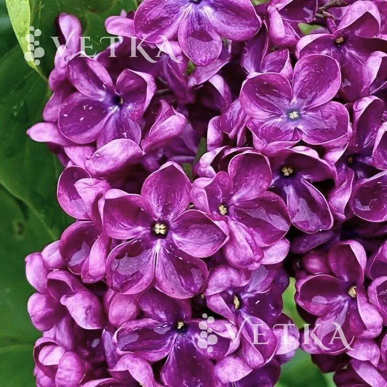 bi9lqkq5hhlx3oqix5l8n9i0t0sy82z7