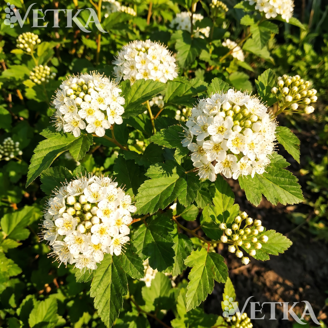 тильден 3