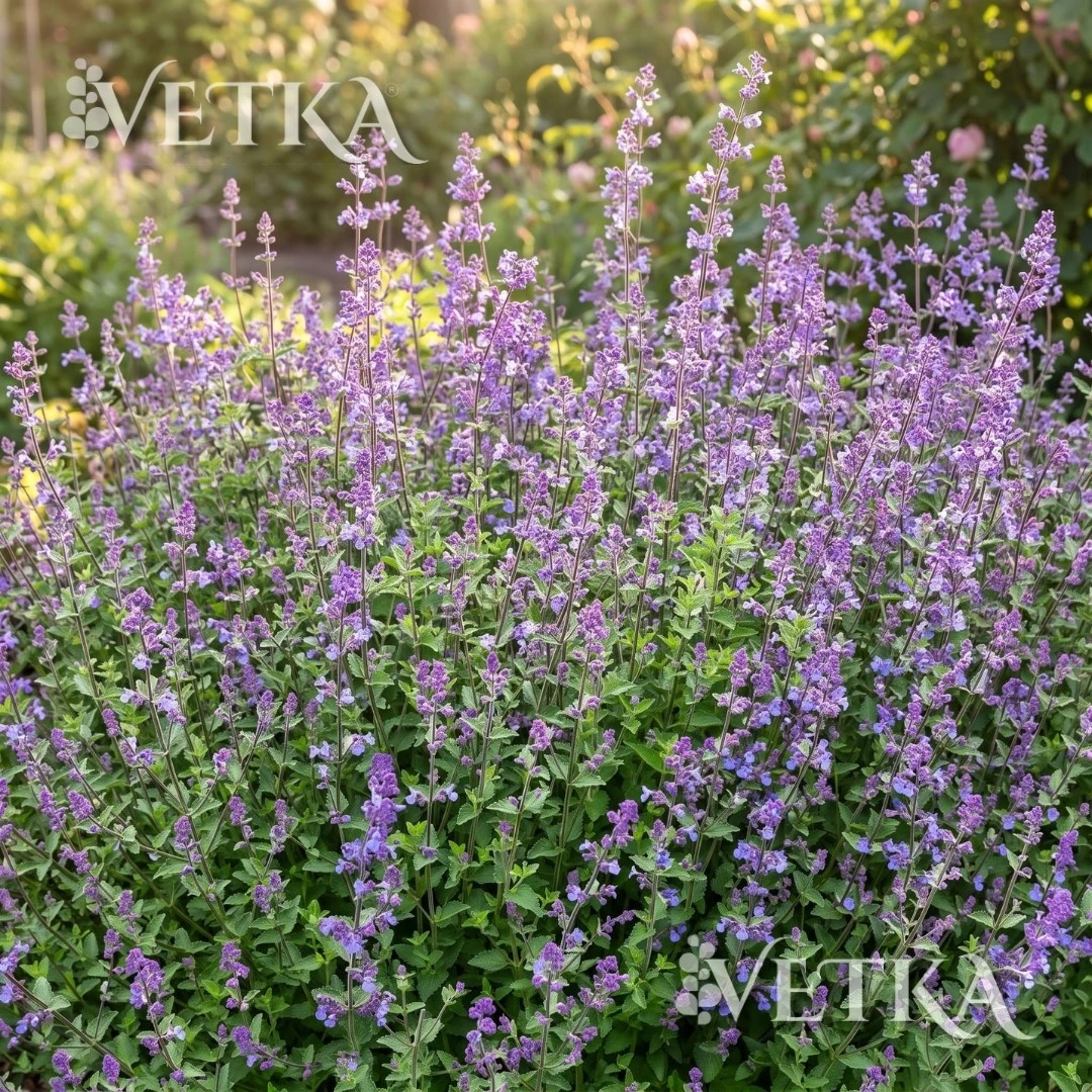 Дизайн без названия - 2026-07-14T012908.712