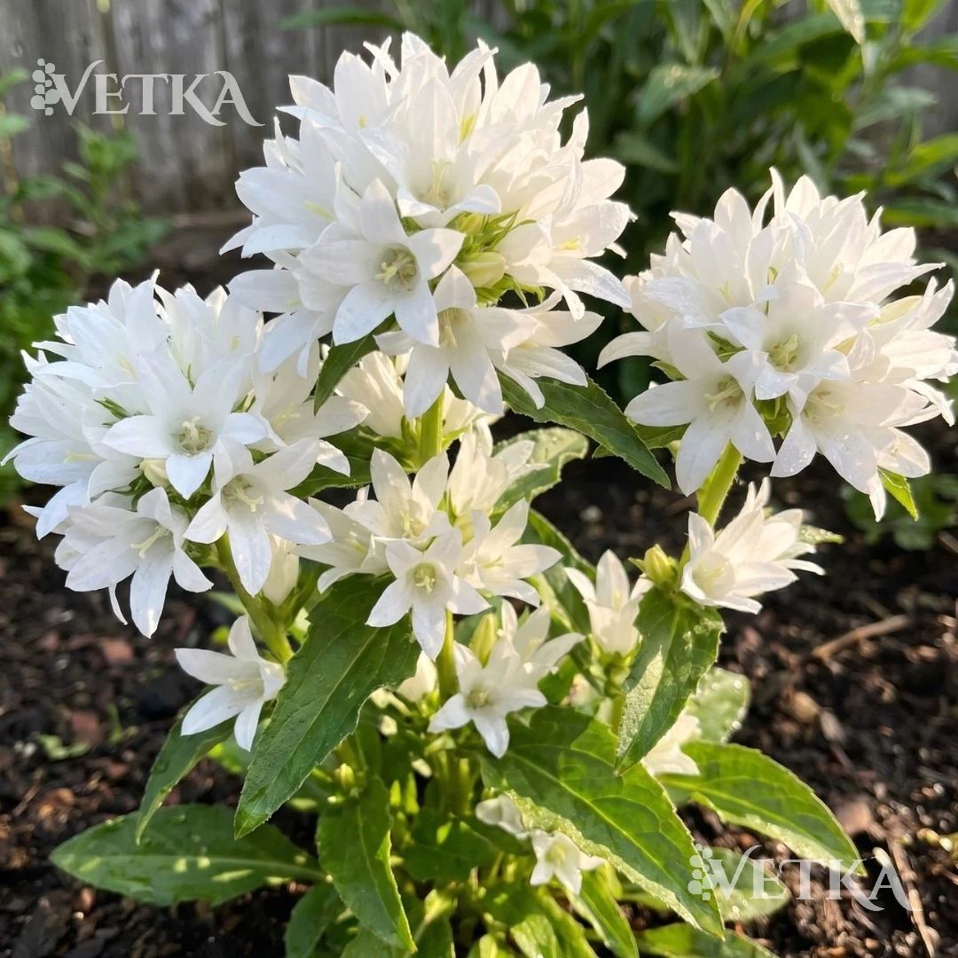 Колокольчик скуч альба 2
