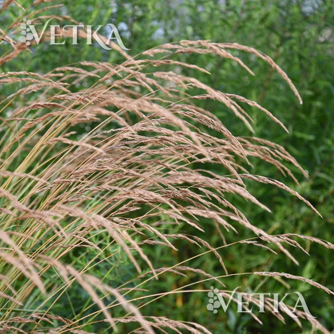 Дизайн без названия - 2026-07-30T010544.735