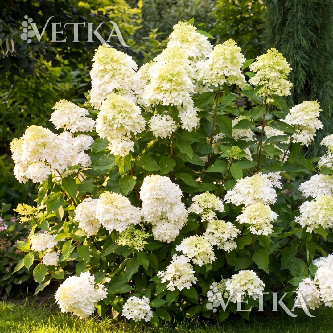 Дизайн без названия - 2026-07-07T130754.539