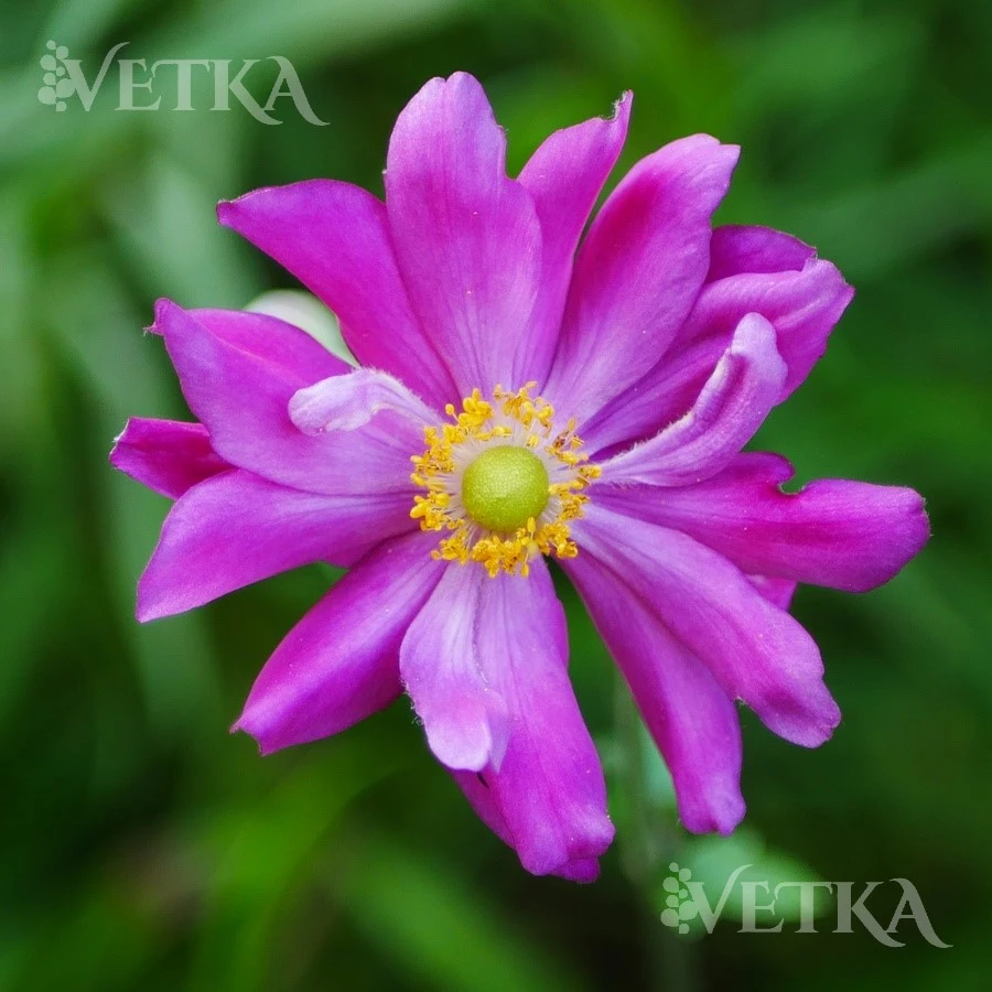 60pku5228rtu8ntcys5bvs80a39fbxas