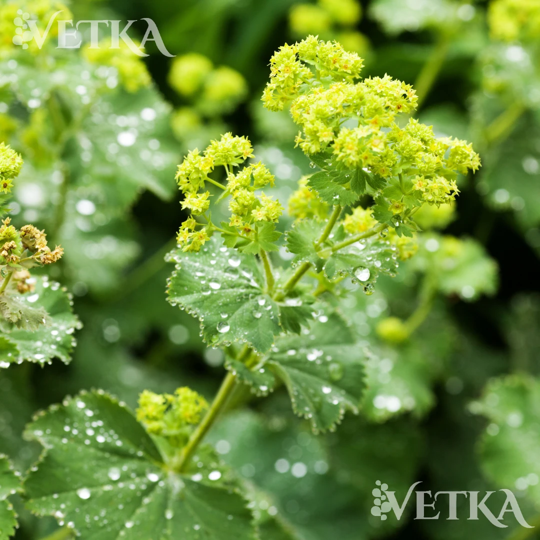 17nbd2zz0ohymwaf3xuc9rt3p8y24cvo