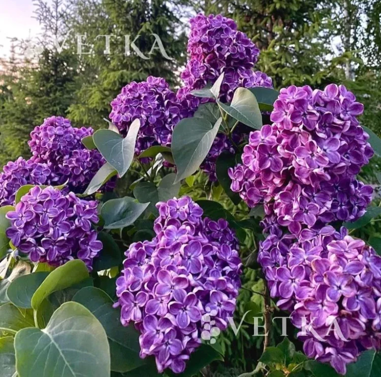 Сирень янки дудл 3