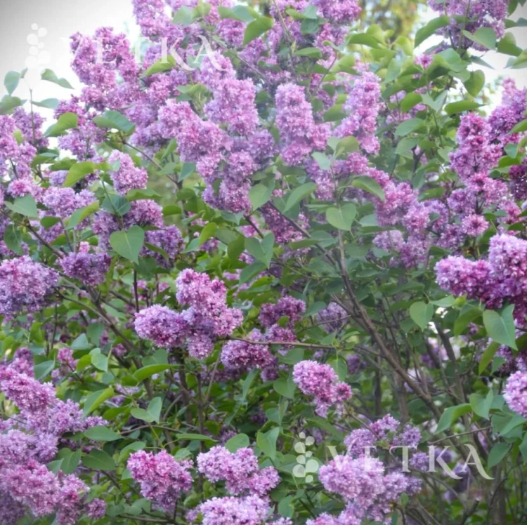 t9rac44wlxyie2tzlmd1lnlbpg0uescl